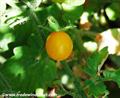Galapagos Island Tomato